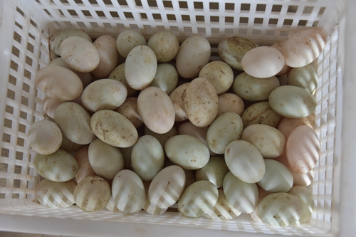双黄鸭蛋