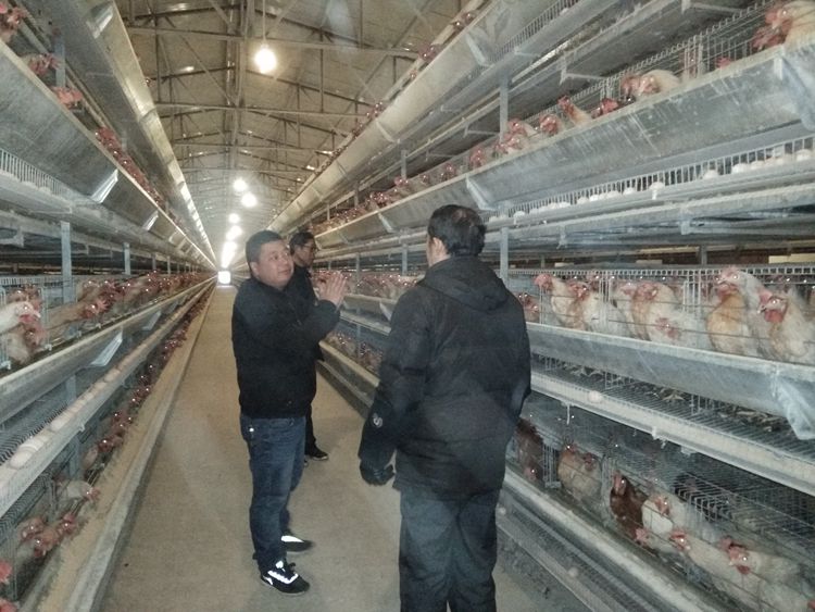 荒山岗上的养鸡场