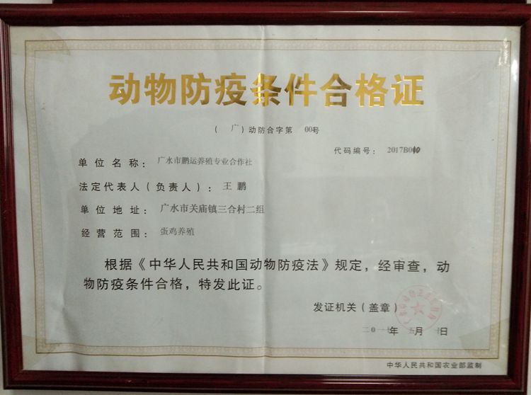 荒山岗上的养鸡场