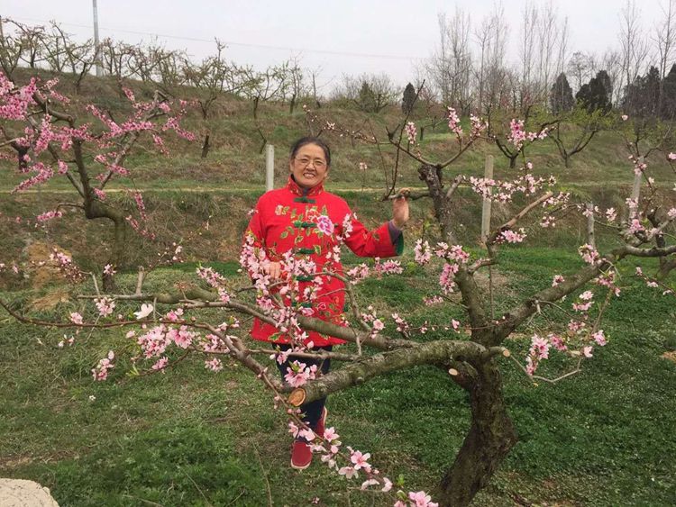 郝店镇铁城村生态果园踏青尝花