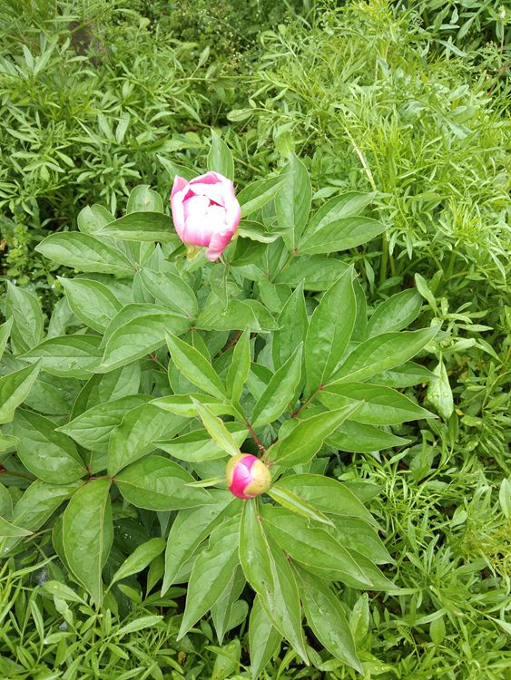 桃源村踏青赏花——王章国