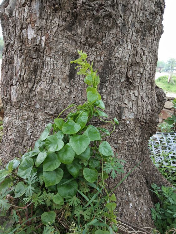 桃源村踏青赏花——王章国
