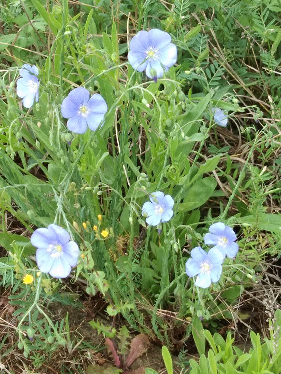 桃源村踏青赏花——王章国