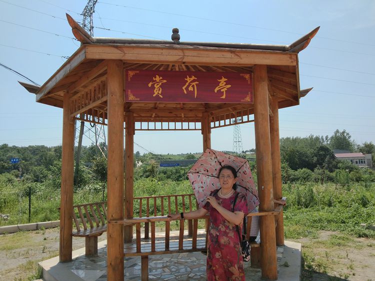 赏荷花——王章国