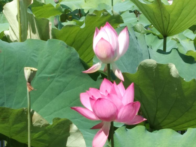赏荷花——王章国