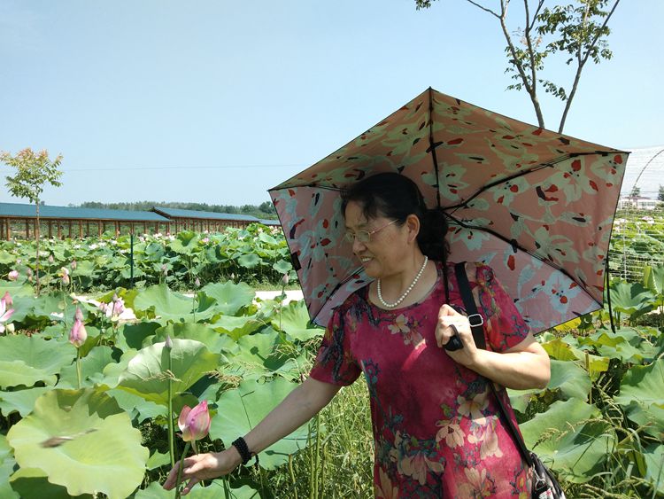 赏荷花——王章国