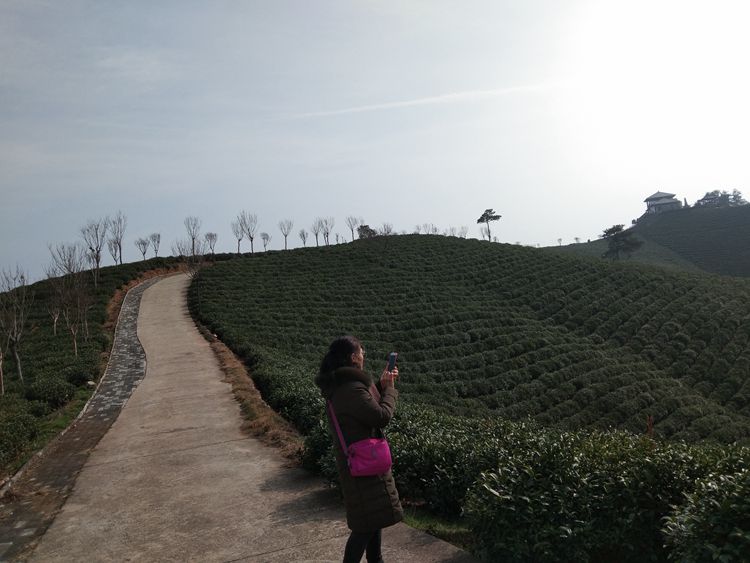文新茶场摄影一一王章国