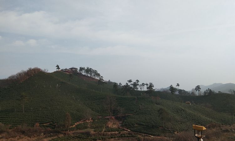 文新茶场摄影一一王章国