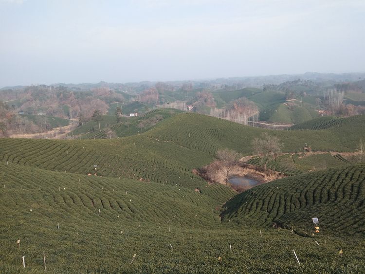 文新茶场摄影一一王章国