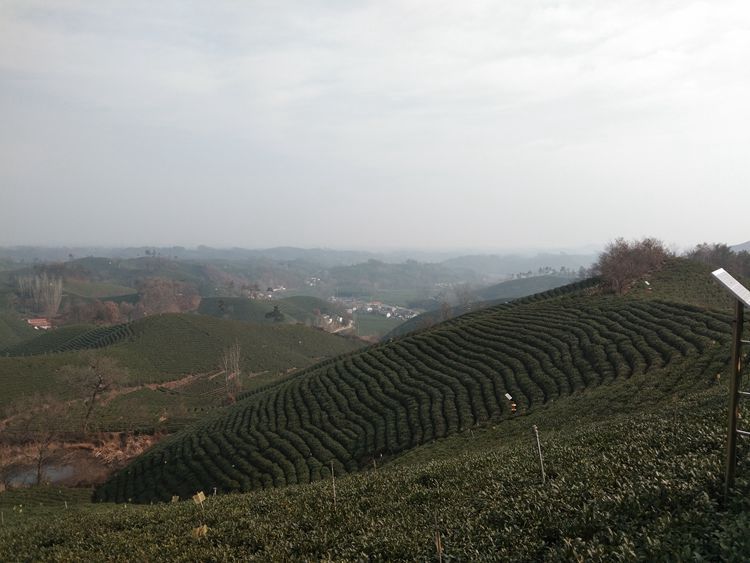 文新茶场摄影一一王章国