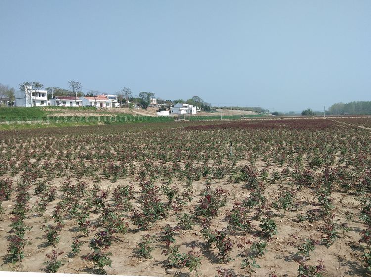 ​游玩梅庙村