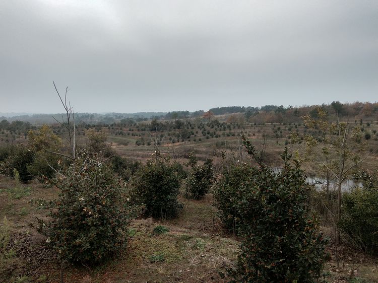 参观继华合作社碧根果种植基地