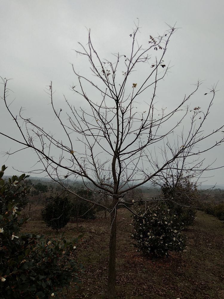 参观继华合作社碧根果种植基地