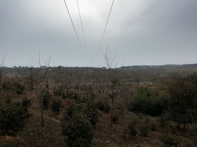参观继华合作社碧根果种植基地