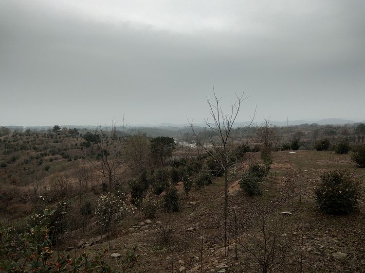 参观继华合作社碧根果种植基地