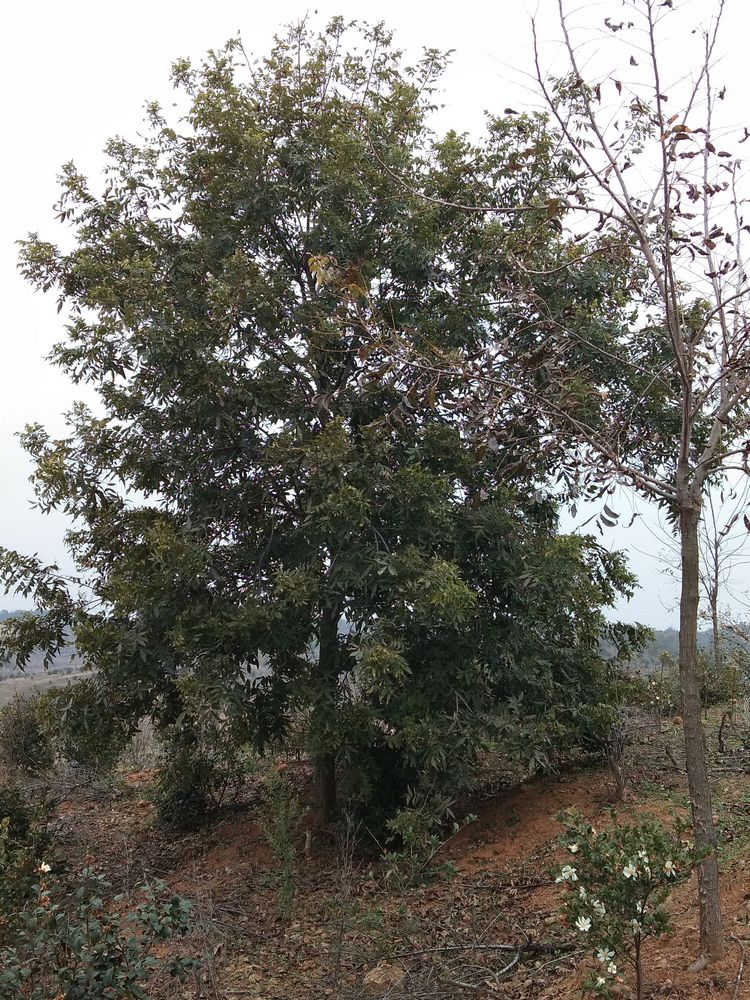 参观继华合作社碧根果种植基地