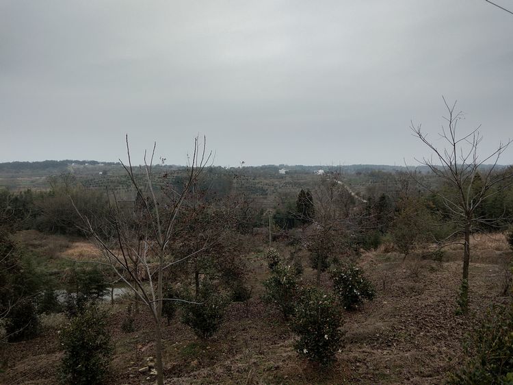 参观继华合作社碧根果种植基地