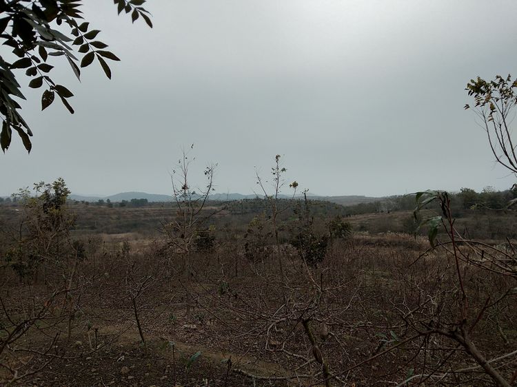 参观继华合作社碧根果种植基地