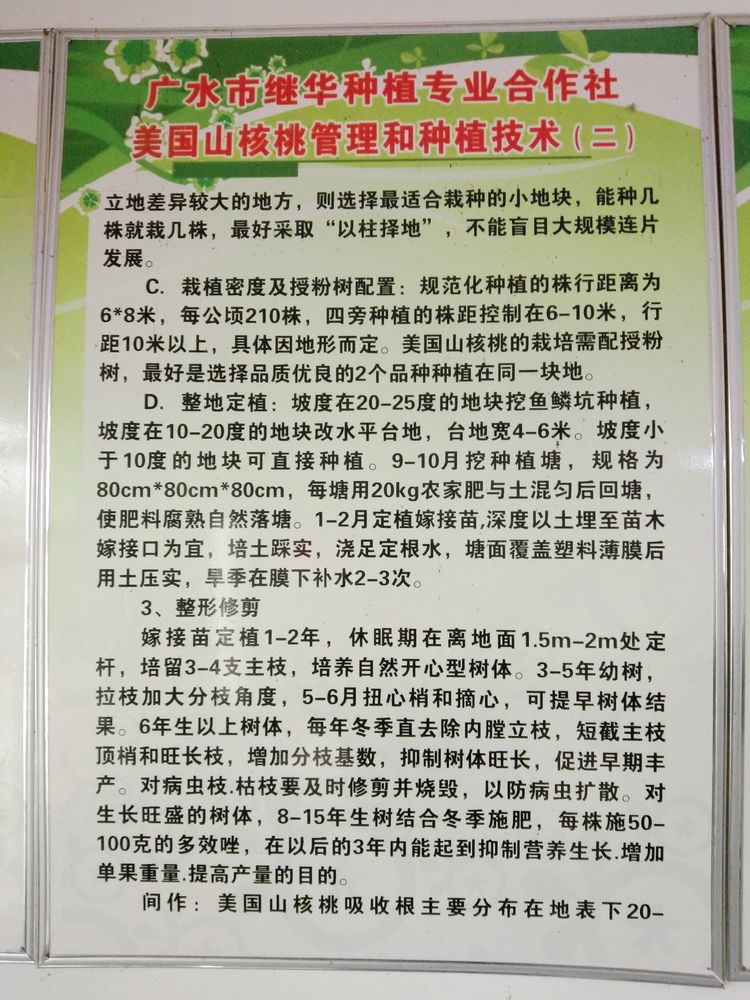 参观继华合作社碧根果种植基地