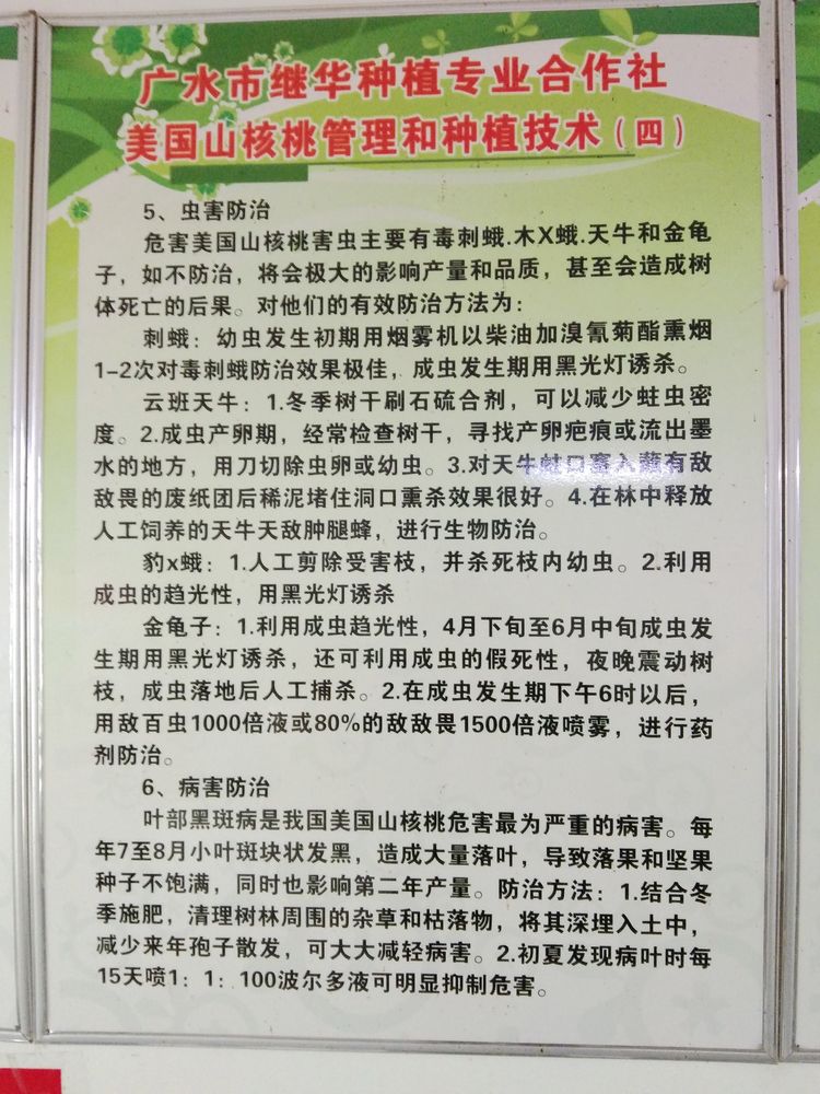 参观继华合作社碧根果种植基地