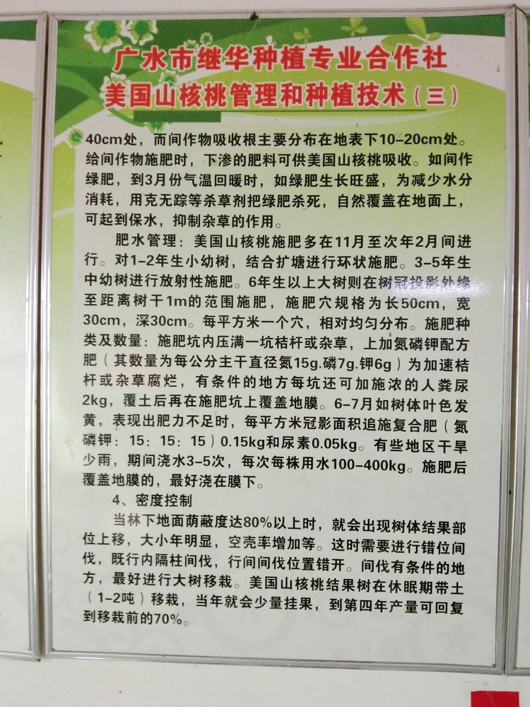 参观继华合作社碧根果种植基地