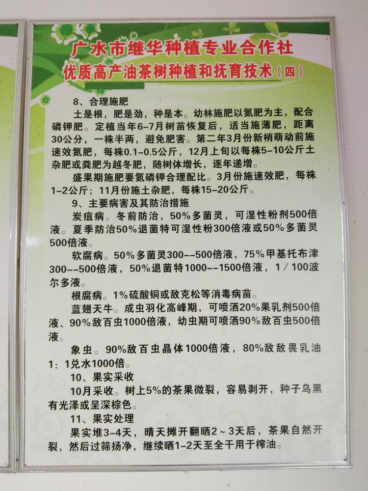 参观继华合作社碧根果种植基地