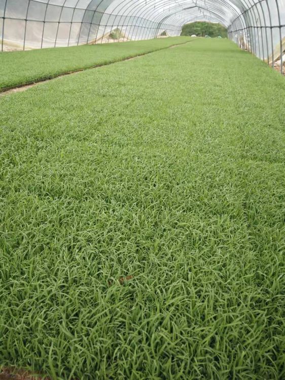广泛宣传广水市六羸种植产品
