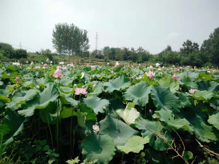 广泛宣传广水市六羸种植产品
