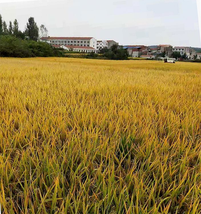 广泛宣传广水市六羸种植产品