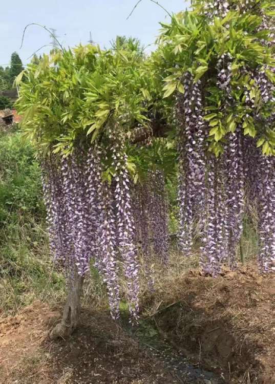 欲购花草观赏树木请联系我