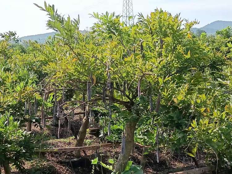 欲购花草观赏树木请联系我