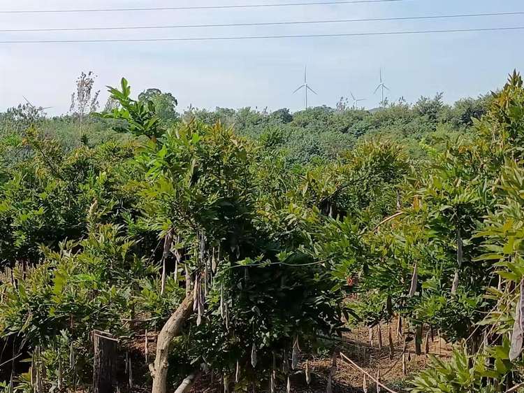 欲购花草观赏树木请联系我
