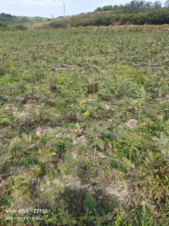 需购碧根果树苗 请联系我