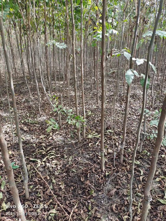 需购碧根果树苗 请联系我