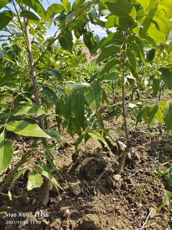 需购碧根果树苗 请联系我