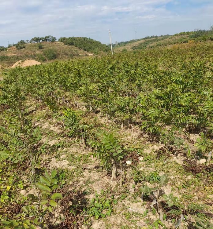 需购碧根果树苗 请联系我