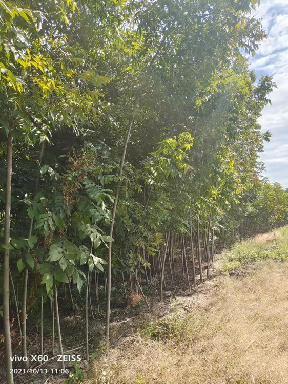 需购碧根果树苗 请联系我