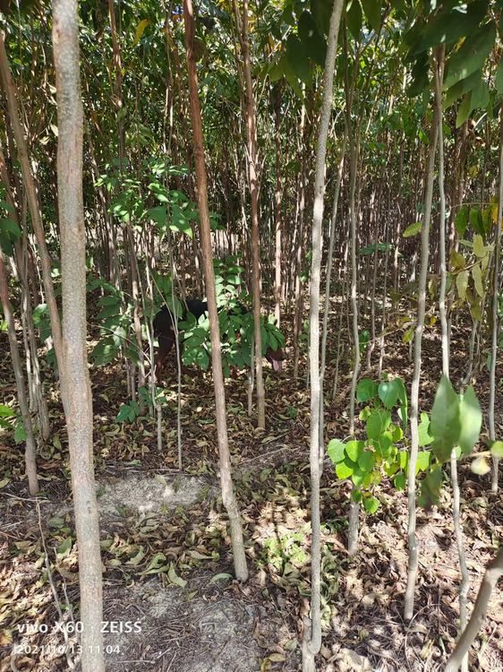 需购碧根果树苗 请联系我