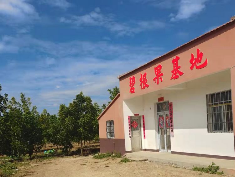 需购碧根果树苗 请联系我